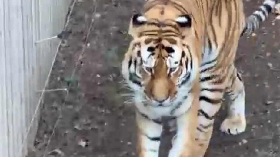 NHS trust issue apology after staff 'accessed record' of Yorkshire tiger attack victim ‘without legitimate reason’