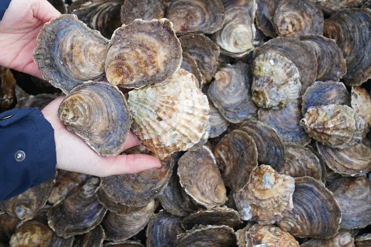 Oysters Are the Unsung Heroes of Our Coastlines—and What Happens After You Eat Them Matters More Than You Think